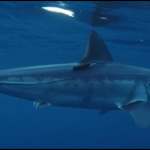 Shortfin mako shark tagged with an acoustic transmitter